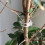 Tomato Clips 50pcs, Plant Support Plastic Clips for Trellis and String 1