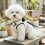 Adjustable Vest Dog Harness and Leash Set, Soft Mesh, Double Ring, Sizes S-XL 3