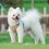 Dog Harness and Leash Set for Small Medium Dogs, No Pull Soft Mesh Vest 4