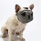 Short Snout Dog Muzzle for Bulldogs, Adjustable Breathable Mesh, Sizes S M L 4