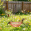Hanging Plastic Bird Bath For Garden With Metal Hook-Blue 11