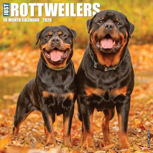 Rottweilers 2026 Wall Calendar by Willow Creek Press Other Book