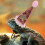 Hat Birthday Hat for 1Pcs Adjustable Pet Costume 4