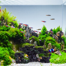 Startset voor huisdiereigenaren (3-delig) - Aquariumdecoratie met stenen, hondenriem in fietsstijl en 4-delige hondenspeelgoedset