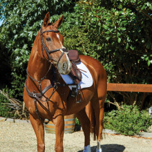 (Warmblood, Brown) Collegiate Comfitec Grackle Leather Horse Bridle
