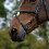 (Full, Black) Collegiate Comfitec Grackle Leather Horse Bridle 2