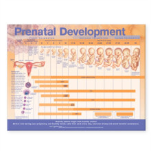 Prenatal Development Anatomical Chart Paperback Book