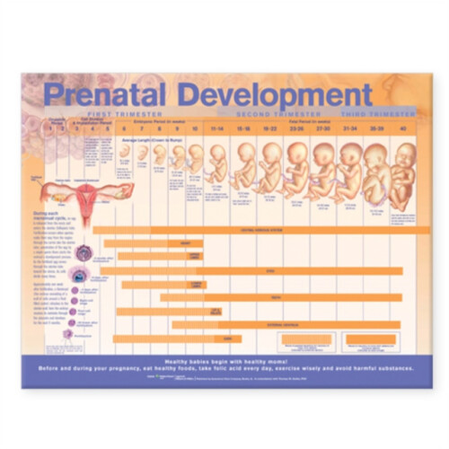 Prenatal Development Anatomical Chart Paperback Book