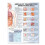 Sexually Transmitted Infections Anatomical Chart Paperback Book 1