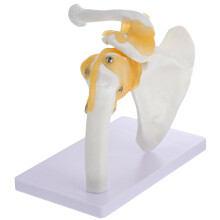 1St PVC Schoudermodel Voor School En Medisch Gebruik