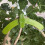 5Pcs Adjustable Plant Branches Bender Fixator Reuseable Branch Puller Twig Fixing Clamp Bonsai Modelling Tool Garden 5