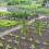 Trellis 100 cm, set van 2 5