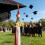 Polyester 2026 Graduation Tassels For Cap Year Emblems-17 1PCS 6