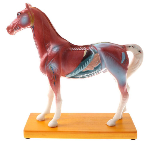 Horse Acupuncture Anatomical Model - 114 Points Veterinary Teaching Display PVC