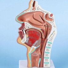 Modello anatomico della testa, lato nasofaringeo, nervo vascolare, cavità nasale, modello anatomico