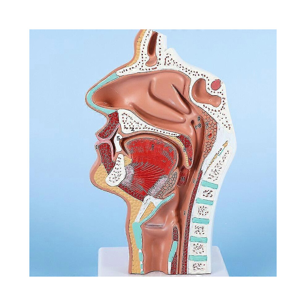 Head Anatomy Model Nasopharyngeal Side Vascular Nerve Nasal Cavity Anatomical Model