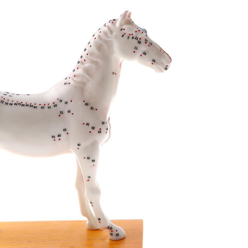 Horse Acupuncture Anatomical Model - 114 Points Veterinary Teaching Display PVC 1