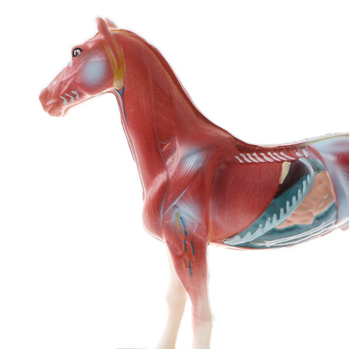 Horse Acupuncture Anatomical Model - 114 Points Veterinary Teaching Display PVC 2