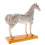 Horse Acupuncture Anatomical Model - 114 Points Veterinary Teaching Display PVC 4
