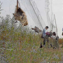 Vogelfangnetz für Teich, Fischerei, Anbauflächen, Obstbäume, Gemüse und Blumen, strapazierfähiges Schutznetz
