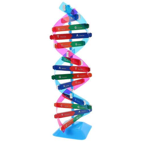 DNA Model Kit for Educational Teaching, Double Helix Structure with Sturdy Plastic Components