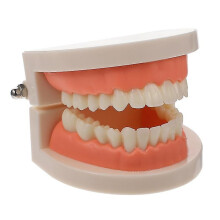 Zahnmodell für den zahnärztlichen Unterricht und zur Demonstration des Zähneputzens bei Kindern, rosa PVC-Material