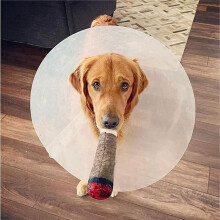 10X Funny Dog Toys - Plush Squeaky Toys for Medium, Small - Cool Stuffed Cute Gifts for Dog Birthday