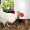 24 Pack Horizontal Side Mount Automatic Poultry Nipples Clean Drinker Waterer for Chicken or Quail 1