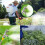(Three holes) Atomizing Sprayers Nozzle for Fruit Tree Spray 1/2/3 Optional Nozzle Hole Water Saving Agriculture Spray Nozzle for Fruit Tree Care 4