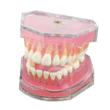 Modèle dentaire de démonstration pour la recherche et l'enseignement, modèle standard avec dents souples et flexibles