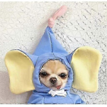 (L, H) Winter Dog Hoodies & Warm Coats for Puppies & Pets: Cotton Jacket & Sweater Size inch Circle Neck for Secure Fit