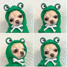 (S, J) Winter Dog Hoodies & Warm Coats for Puppies & Pets: Cotton Jacket & Sweater Size inch Circle Neck for Secure Fit