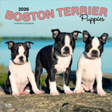 Boston Terrier Puppies 2026 Square Flap Calendar Other Book