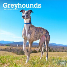 Greyhounds 2026 Square Flap Calendar Other Book