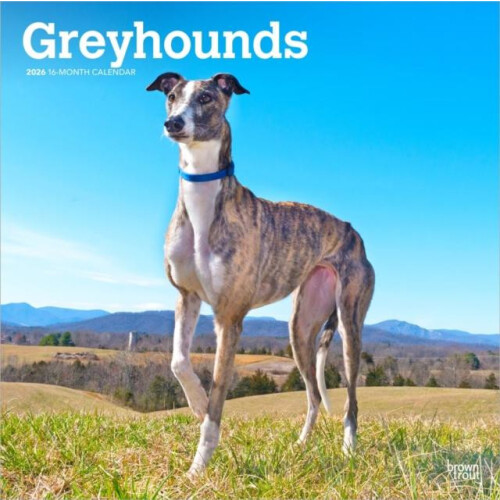 Greyhounds 2026 Square Flap Calendar Other Book