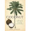 Coconut by Robin Laurance Paperback Book 1