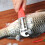 Sharp Fish Scale Remover for Chefs - 50 chars 4