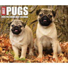 Just Pugs 2026 Box Calendar by Willow Creek Press Other Book