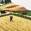 87 Scale Plastic Wheat Field Landscape Decor for Sand Table DIY Model Railway Scenery 6