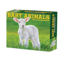 Baby Animals 2026 Box Calendar by Willow Creek Press Other Book