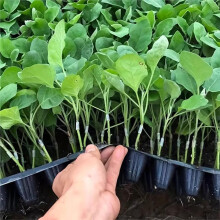 50pcs Silicone Grafting Sleeves Thin-Walled Grafting Tubes for Rapid Plant Bonding Gardening Tools for Fruit Trees