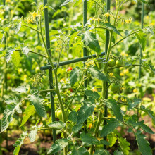 Plantenclips van roestvrij staal, 100 stuks, voor bamboestokken