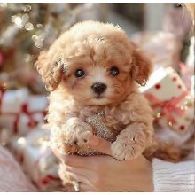 Nouveau chien robot pour adultes (2026), chien robot IA, Nicoo - Mon chiot robot réaliste qui se comporte comme un vrai chiot : marche
