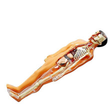 juego de modelo de esqueleto humano, juguete interactivo educativo para el aprendizaje de la anatomía infantil.