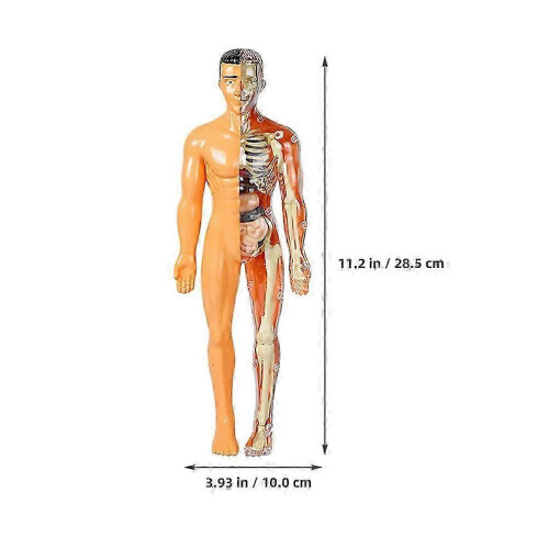1Set Human Skeleton Model Anatomy Learning Toy Kids Interactive Play Educational Kit 1
