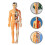 1Set Human Skeleton Model Anatomy Learning Toy Kids Interactive Play Educational Kit 3