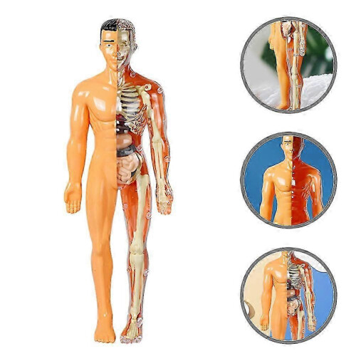 1Set Human Skeleton Model Anatomy Learning Toy Kids Interactive Play Educational Kit 2