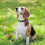 (black, M) Bite-Resistant Leather Dog Collar, Adjustable for Small Dogs, Solid Colour 4