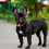 (black, M) Bite-Resistant Leather Dog Collar, Adjustable for Small Dogs, Solid Colour 3