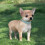 (sky blue, L) Bite-Resistant Leather Dog Collar, Adjustable for Small Dogs, Solid Colour 5